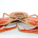 살아있는대게